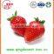 Export Bulk 25-35mm A13 chinese High quality whole Strawberry