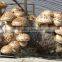 2015 Chines New Crop Shiitake Mushroom ,Top Nutrition White Flower Mushroom