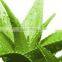 Aloe Vera Extract 10X- Food grade