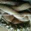 wholesale for feeding cheap 25cm+ live squid