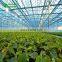 2019 Agricultural Glass Greenhouse For Planting lettuce