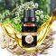 Angelica Root Oil Chinese Herbal Extract Pure Natural oil