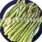 Green Food Frozen Asparagus Tips Frozen Asparagus New Crop Factory Price Good Quality