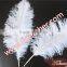Natural Craft Feather Big White Ostrich Feather For Wedding And Party Decoration 60cm-65cm