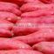vietnam sweet potato with best price and good quality