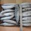 Whole round frozen bonito fish tuna to export