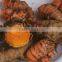 Turmeric Oil Extraction
