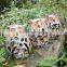 Ceramic material owl bird statues for garden decoration