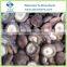 Frozen Shiitake Mushroom Whole and Quarter Cuts