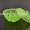 Home Use Glass Bowl with Lid Sprayed Colored Glass Dinnerware