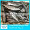 New come frozen spanish mackerel for sale