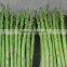 Canned Green Asparagus Spears 340g