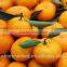 New Crop Fresh mandarin orange baby mandarin
