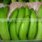Fresh Cavendish Banana 13.1 Kgs Carton Boxes