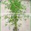 Bambusa multiplex bamboo plant