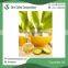Widely Used Natural Cucumber Oil Available for Bulk Purchase