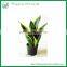 Decorative Indoor Plants Sansevieria Trifasciata Laurentii