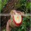 Male Health Product Butea Superba Pill of Penis Enlargement