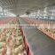 Poultry equipments plastic slat chicken house floor