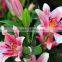 Kunming romantic lily flower bridal bouquet perfume lily flower wholesale price