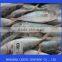 whole round red tail horse mackerel