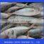 frozen good horse mackerel round scad