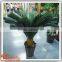 Indoor Evergreen Ornamental Plants Cycas Revoluta Artificial Fake Plastic Evergreen Trees for Home Decor