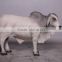 Definitive Brahman Looking Right