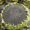 361 type hybrid sunflower seeds for planting