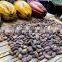 High quality Cocoa Beans Shell Machine  ,cocoa beans processing machine fresh cocoa pod shelling/cracking/opening machine