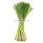 Single Spices & Herbs Piece Shape Baked Processing Type Fresh Dried Lemongrass with Original Green Color