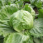 Buy online 5g raw hybrid green leaf iceberg lettuce seeds for sowing