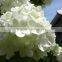 Beautiful latest stem hydrangea without leaves