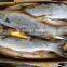 High Quality frozen grey mullet fish 1kg up
