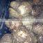 Fresh Taro to Middle East Market 60-80 Size