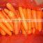 fresh Carrot shandong crop 80-150g in 10kg carton