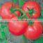 2016 New Hybrid Tomato seeds for growing-TianFu360