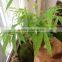 Bambusa multiplex bamboo plant