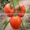chinese imports wholesale packing bag 1000seeds/bag vegetable seeds tomato seeds in greenhouse