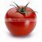 top quality high purity hybrid tomato seeds from china