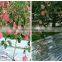 high quality agricultural reflective silver mulch film