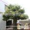 BTR011 GNW 5m high artificial ficus tree for plaza decoration