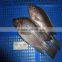 Frozen Tilapia Fillet From Zhejiang of China