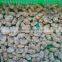 Sand and chemical free new boiled clam meat for sale