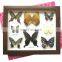 Dried real frame real butterfly