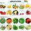Automatic Vegetable Cleaning Machine Disinfection Fruit Apple Avocado Lemongrass Washing Machine