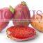 Organic Cactus Seeds Oil anti-wrinkle, anti-acne, anti-dark circles