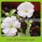 foam rose wedding decor kissing ball with babys breath