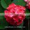 Low Price And High Quality Natural White Hydrangea Hydrangeas For Wedding From Kunming, Yunnan