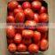 fresh tomato exporters in india/red tomato supplier